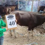 SAPI QURBAN 2018 Kandang R No Sapi : 40