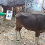 SAPI QURBAN 2018 Kandang R No Sapi : 44