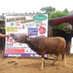 SAPI QURBAN 2018 No Sapi : 45W Kandang 2M