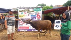 SAPI QURBAN 2018 No Sapi : 45W Kandang 2M