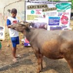 KERBAU QURBAN 2018 Kandang M No Kerbau : 49