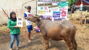 KERBAU QURBAN 2018 Kandang M No Kerbau : 49