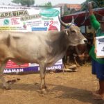 SAPI QURBAN 2018 No Sapi : 4W Kandang 4M