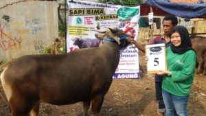 SAPI QURBAN 2018 Kandang M Nomor Sapi : 5