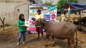 KERBAU QURBAN 2018 Kandang M No Kerbau : 50