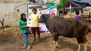 SAPI QURBAN 2018 Kandang M No Sapi : 51