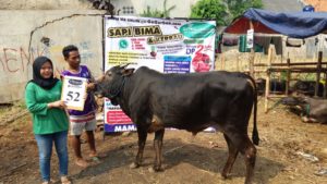 SAPI QURBAN 2018 Kandang M No Sapi : 52