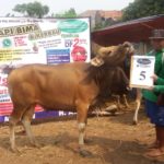 SAPI QURBAN 2018 No Sapi : 5W Kandang 4M