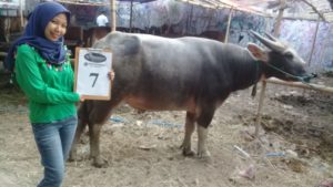 KERBAU QURBAN 2018 Kandang R No Kerbau : 7