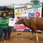 SAPI QURBAN 2018 No Sapi : 7W Kandang 4M