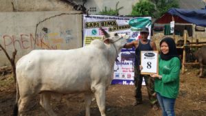 SAPI QURBAN 2018 Kandang M No Sapi : 8