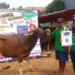 SAPI QURBAN 2018 No Sapi : 8W Kandang 4M