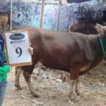 SAPI QURBAN 2018 Kandang R No Sapi : 10