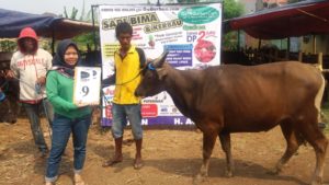 SAPI QURBAN 2018 No Sapi : 9W Kandang 4M