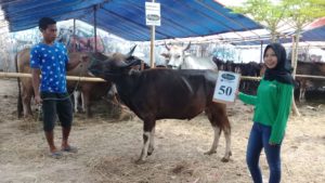 SAPI QURBAN 2018 Kandang R No Sapi : 50