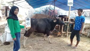 SAPI QURBAN 2018 Kandang R No Sapi : 53