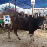 SAPI QURBAN 2018 Kandang R NoSapi : 56