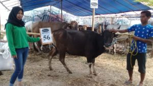 SAPI QURBAN 2018 Kandang R NoSapi : 56