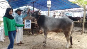 SAPI QURBAN 2018 Kandang R No Sapi : 58