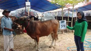 SAPI QURBAN 2018 Kandang R No Sapi : 59