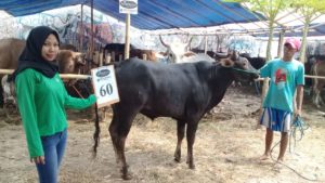 SAPI QURBAN 2018 Kandang R No Sapi : 60