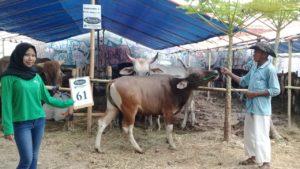 SAPI QURBAN 2018 Kandang R Nomor Sapi : 61