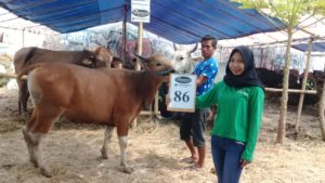 SAPI QURBAN 2018 Kandang R No Sapi : 86