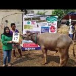 KERBAU QURBAN 2018 Kandang M No Kerbau : 17