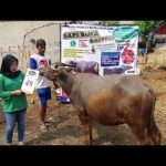 KERBAU QURBAN 2018 Kandang M No Kerbau : 49