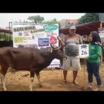 PI QURBAN 2018 No Sapi : 26W2 Kandang 2M