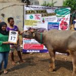 KERBAU QURBAN 2018 Kandang M No Kerbau : 17