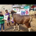 SAPI QURBAN 2018 Kandang M No Sapi : 20