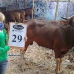 SAPI QURBAN 2018 Kandang R No Sapi : 29