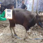 SAPI QURBAN 2018 Kandang R No Sapi : 31