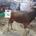 SAPI QURBAN 2018 Kandang R No Sapi : 34