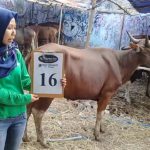 SAPI QURBAN 2018 Kandang R No Sapi: 16