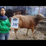 SAPI QURBAN 2018 Kandang R No Sapi : 38