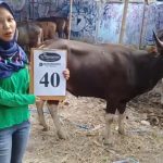 SAPI QURBAN 2018 Kandang R No Sapi : 40