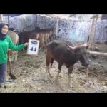 SAPI QURBAN 2018 Kandang R No Sapi : 44