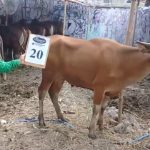 SAPI QURBAN 2018 Kandang R No Sapi : 20