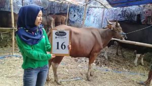 SAPI QURBAN 2018 Kandang R No Sapi: 16