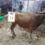 SAPI QURBAN 2018 Kandang R No Sapi : 21