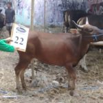 SAPI QURBAN 2018 Kandang R No Sapi : 22