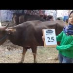 SAPI QURBAN 2018 Kandang R No Sapi : 25