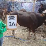 SAPI QURBAN 2018 Kandang R No Sapi : 26