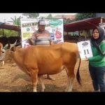 SAPI QURBAN 2018 No Sapi : 11W Kandang 4M