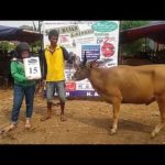 SAPI QURBAN 2018 No Sapi : 15W Kandang 4M