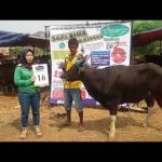 SAPI QURBAN 2018 No Sapi : 16W Kandang 4M