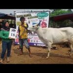 SAPI QURBAN 2018 No Sapi : 18W Kandang 4M