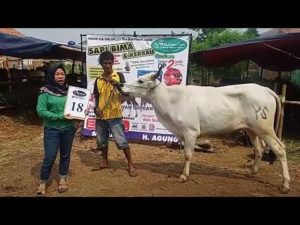 SAPI QURBAN 2018 No Sapi : 18W Kandang 4M